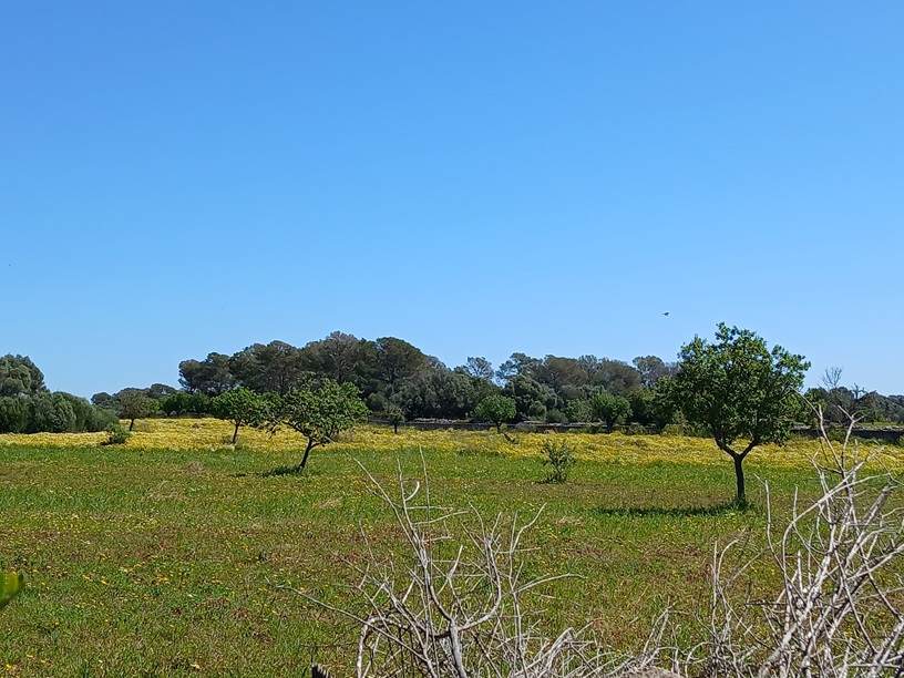 gruene-landschaft-zu-ostern